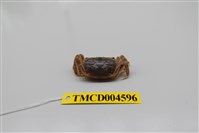 藏品(萬歲大眼蟹)的圖片